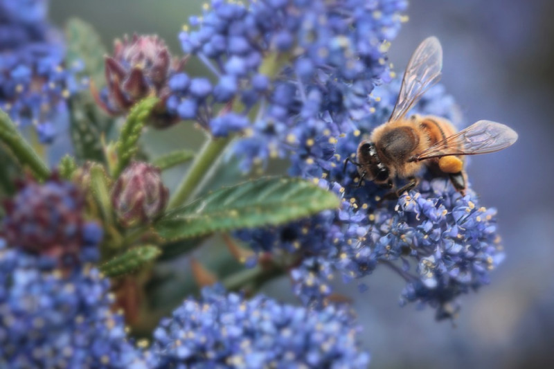 Ceanothus 'Italian Skies', Amerikaanse sering, blauwe bloemen, wintergroen, tuinplant